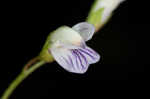 Lentil vetch